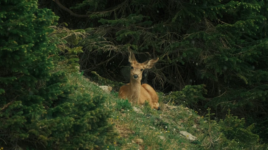 an adult deer rests in the woods among the foliage