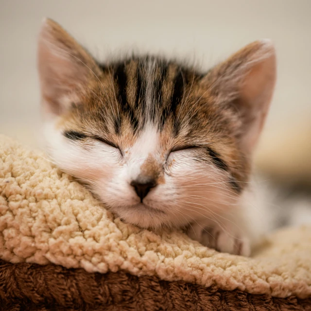 a kitten sleeping on a blanket, curled up to its side