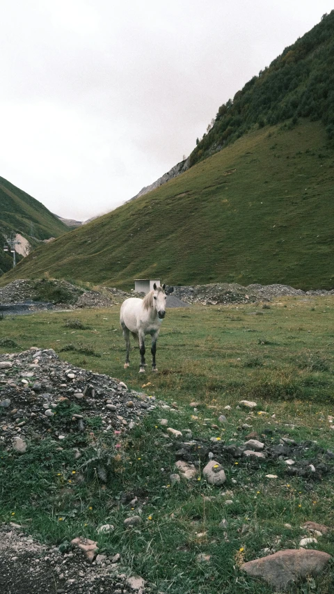 a horse is standing on the grass next to some mountains