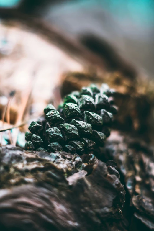 a pine cone is sitting in the corner of a rock