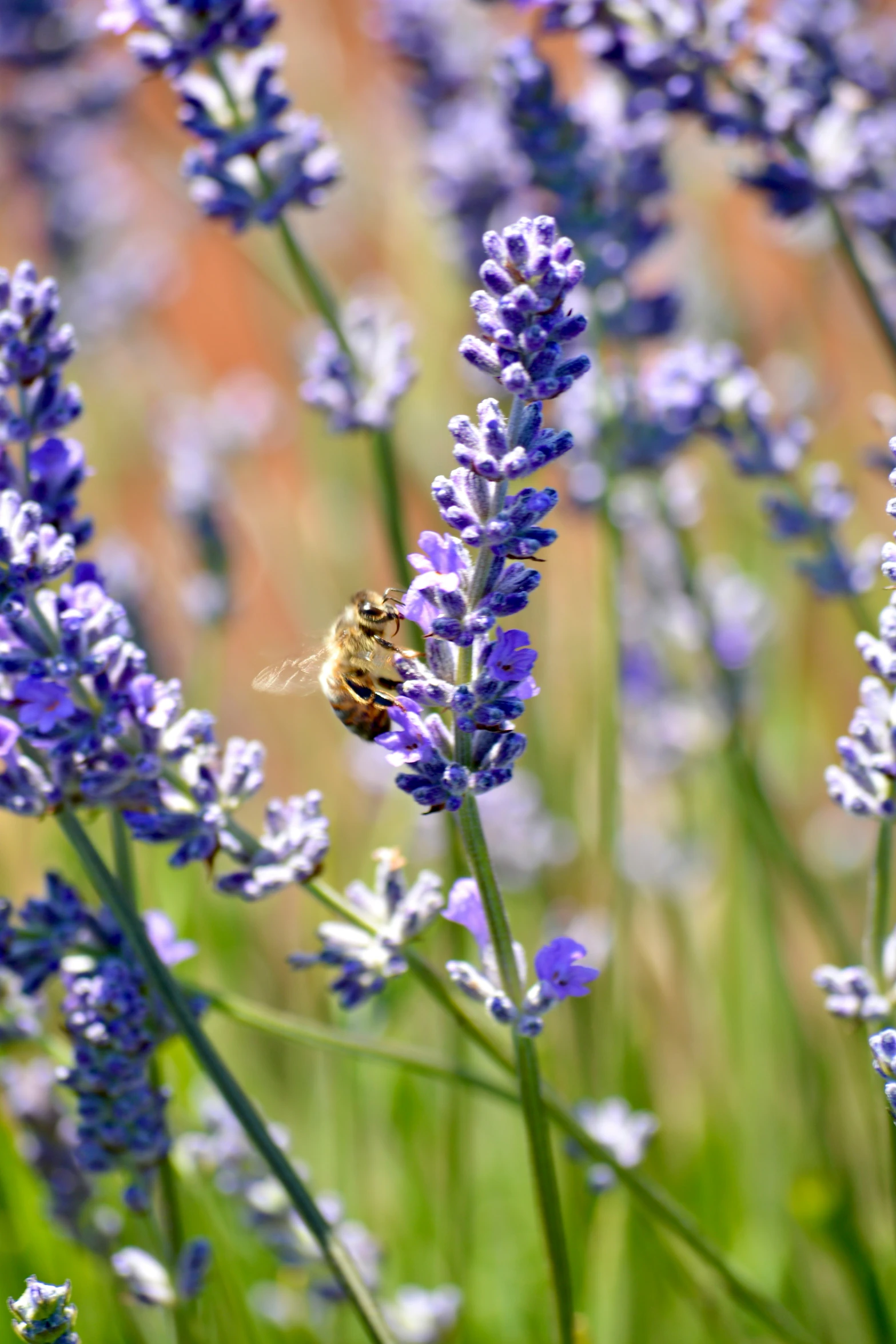 a field with a small bum near some lavender flowers