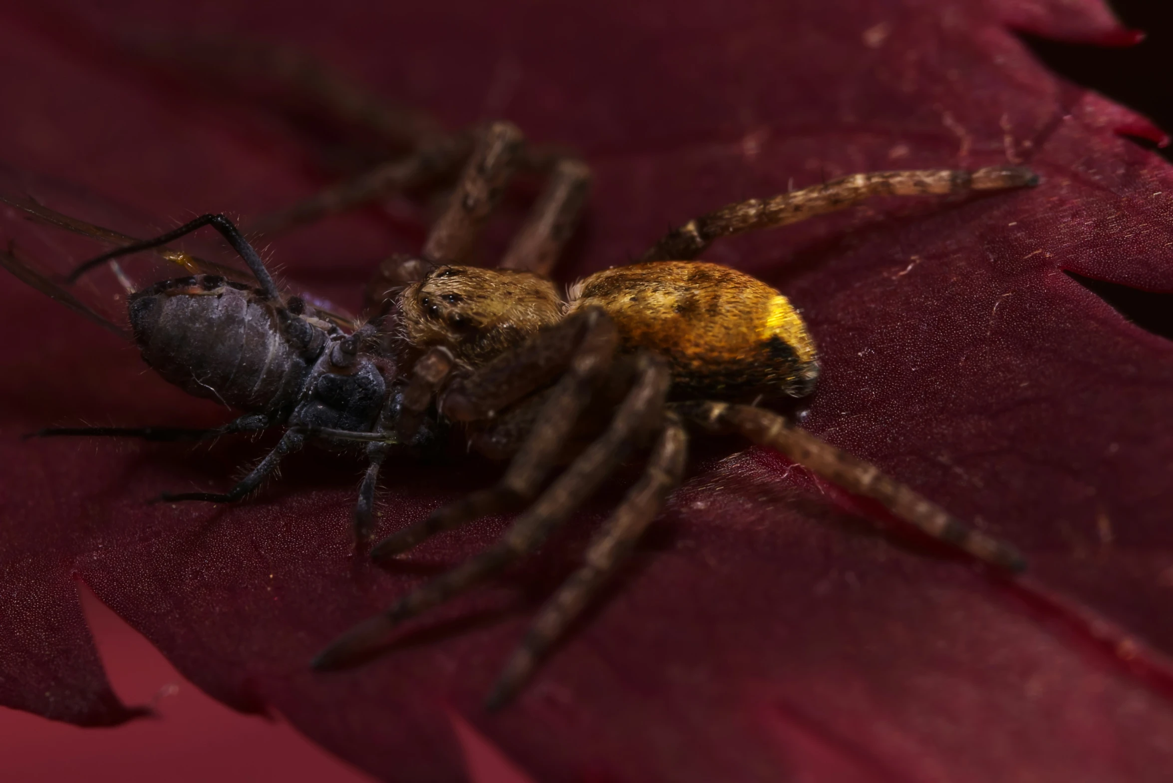 a spider on a leaf with large brown markings