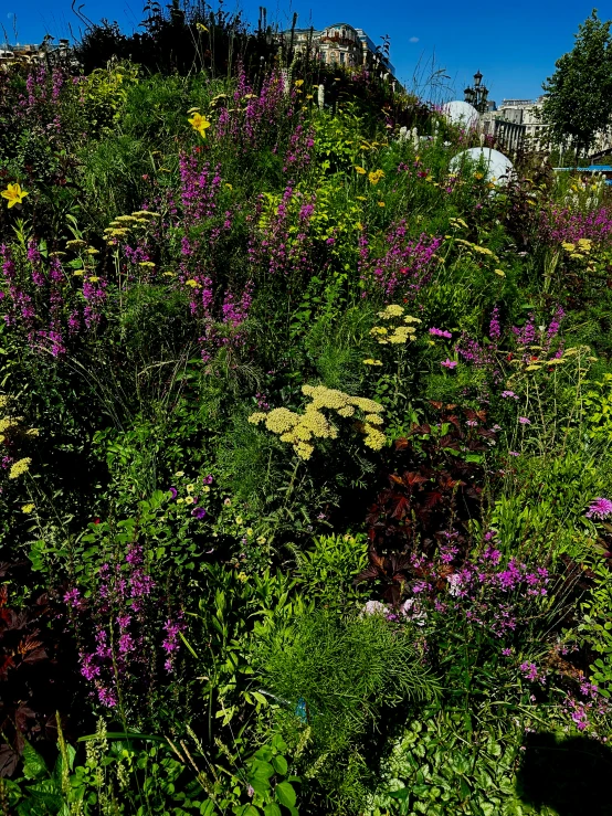 a hill with purple flowers in the foreground