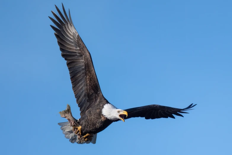 an eagle soaring high in the sky with a fish in its talon