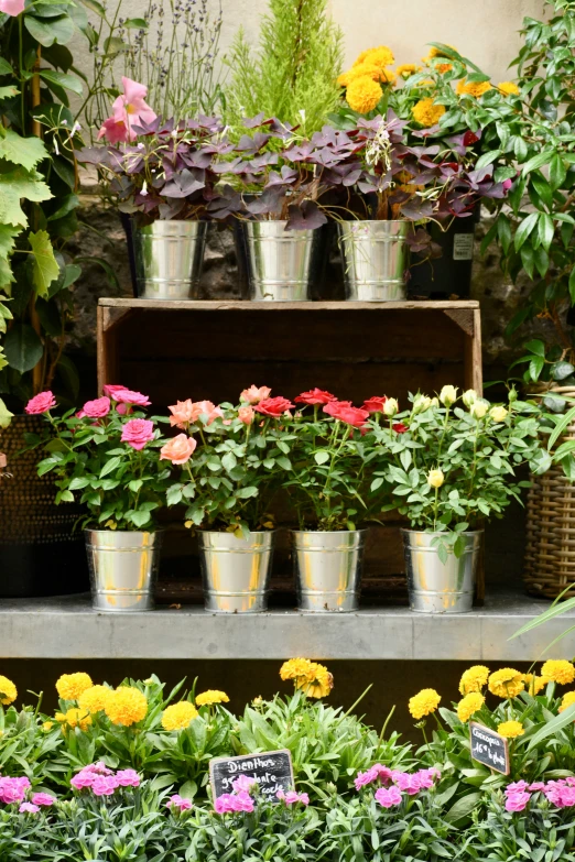 a po taken on the ground with potted plants