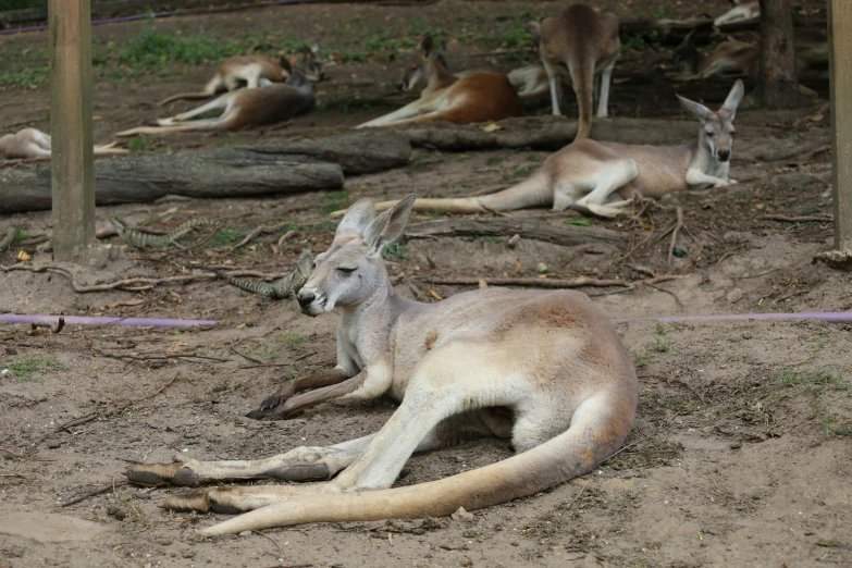 a couple of kangaroos sitting on the ground