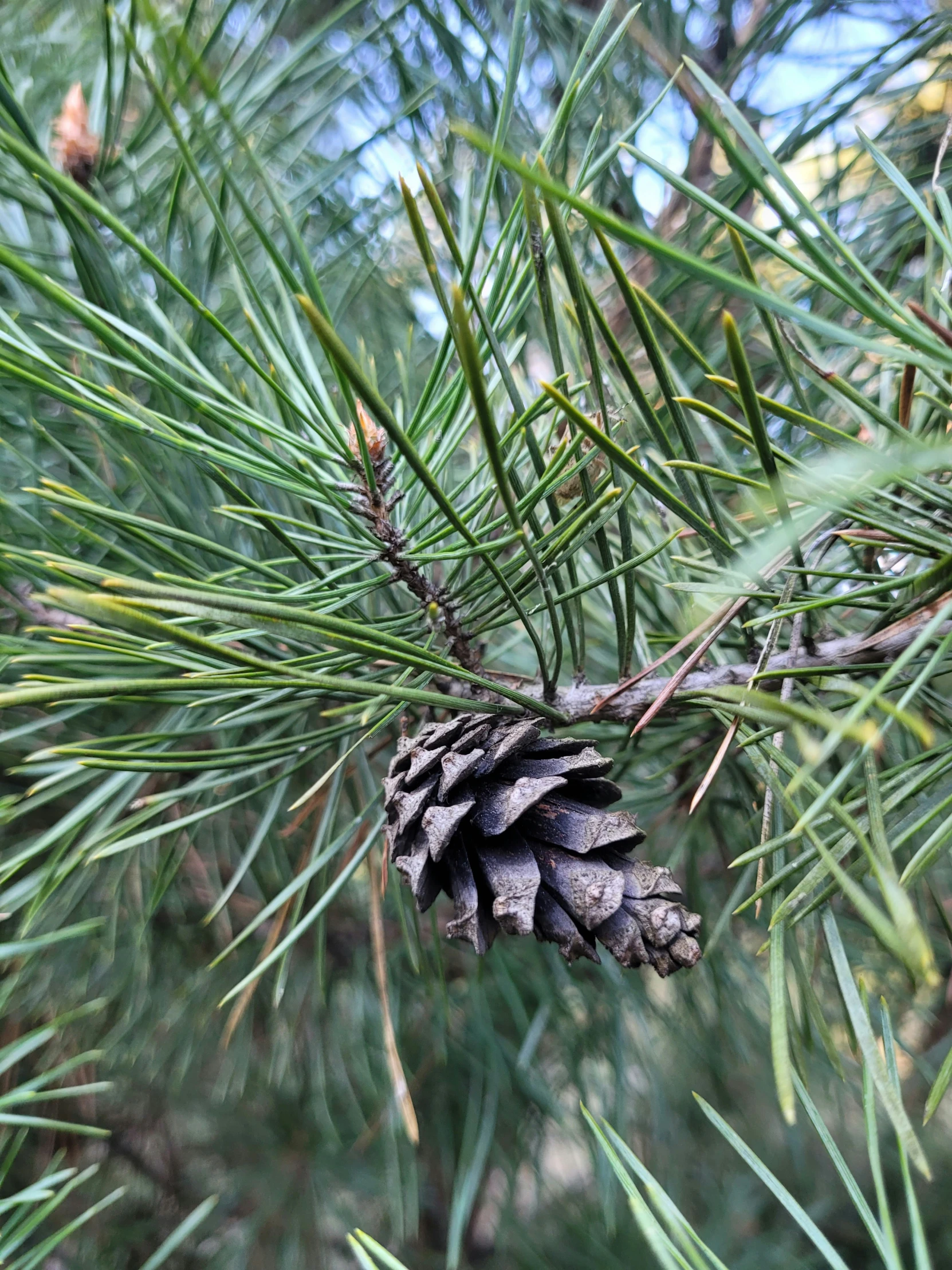 a pine cone hanging from the nch of a pine tree