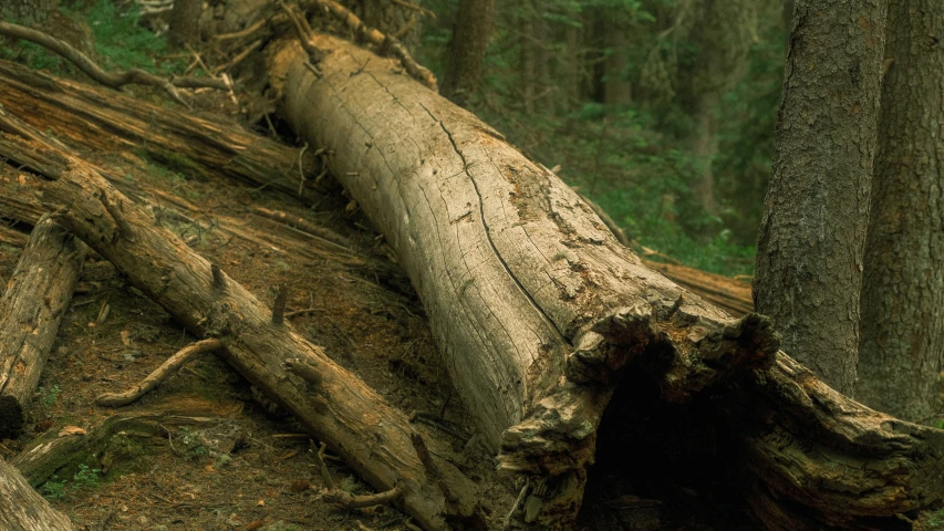 a bunch of trees that have fallen in a forest