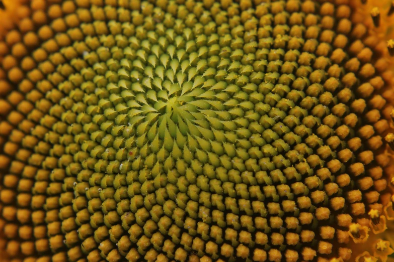 the center view of a yellow sunflower that has a seed pattern