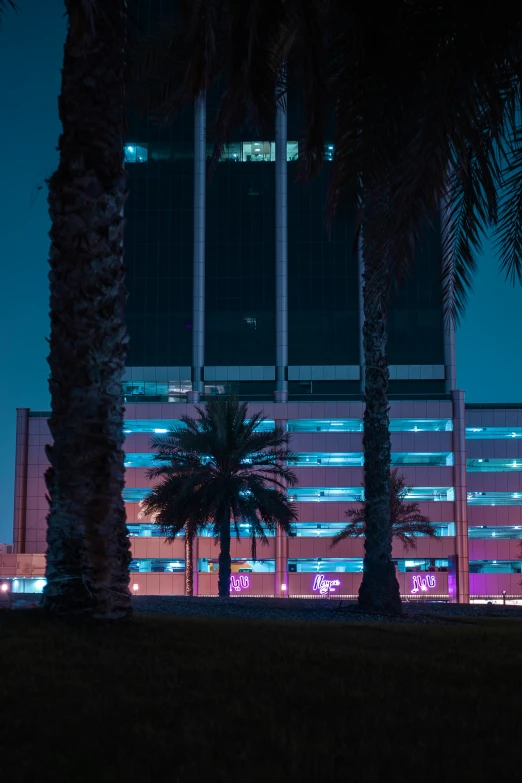 palm trees and tall buildings lit up at night