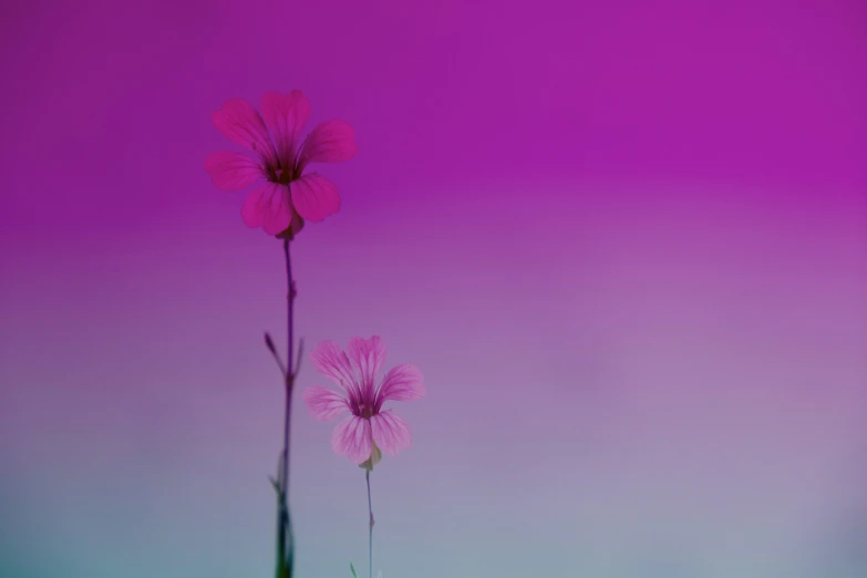 two single pink flowers with a purple background