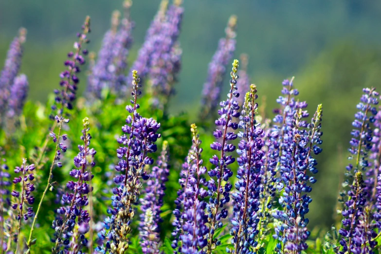 a lot of purple flowers that are on the side of a road