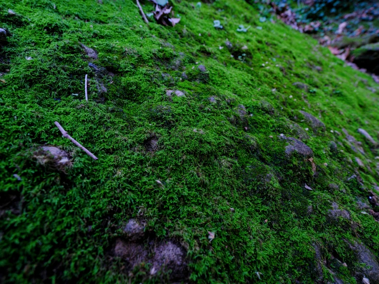 a hillside with green moss and small rocks