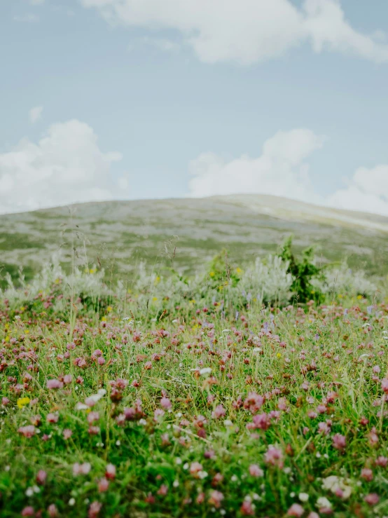 the grass is growing in a very large field