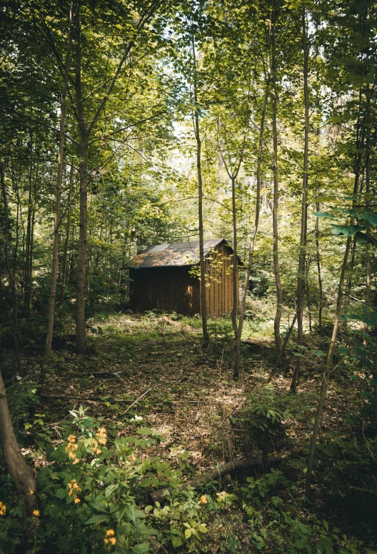 this po shows a small structure in the woods