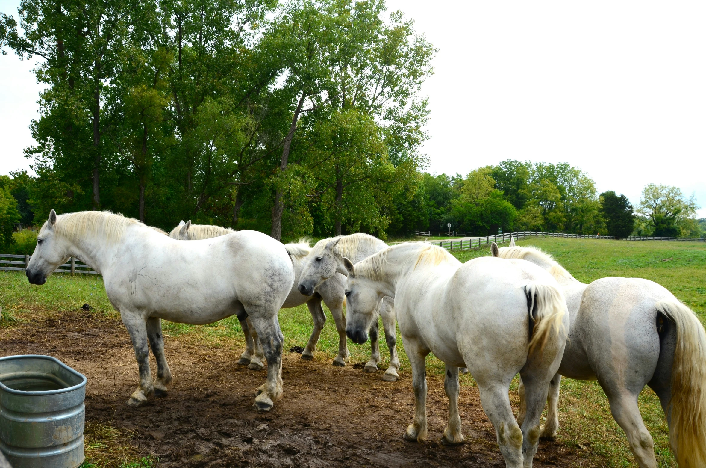 three horses are standing by some metal barrel in the pasture