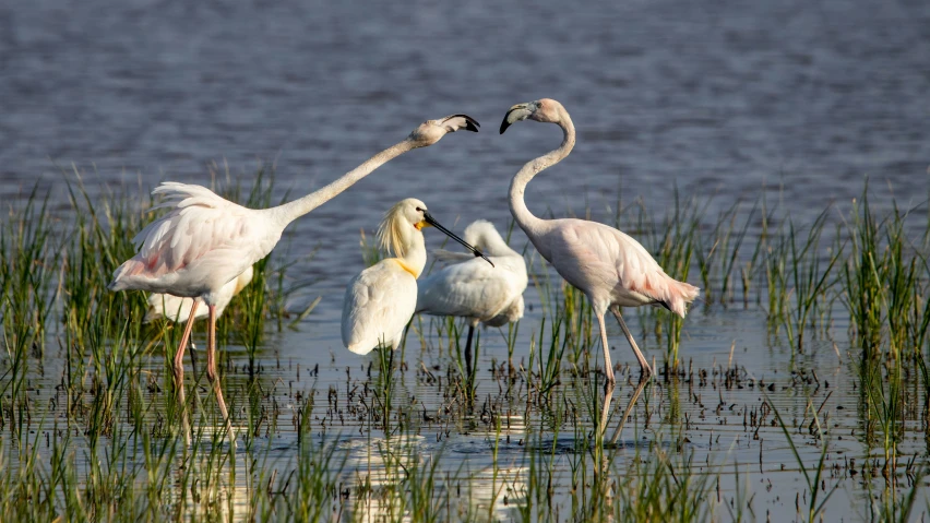 three large birds standing in the shallow water