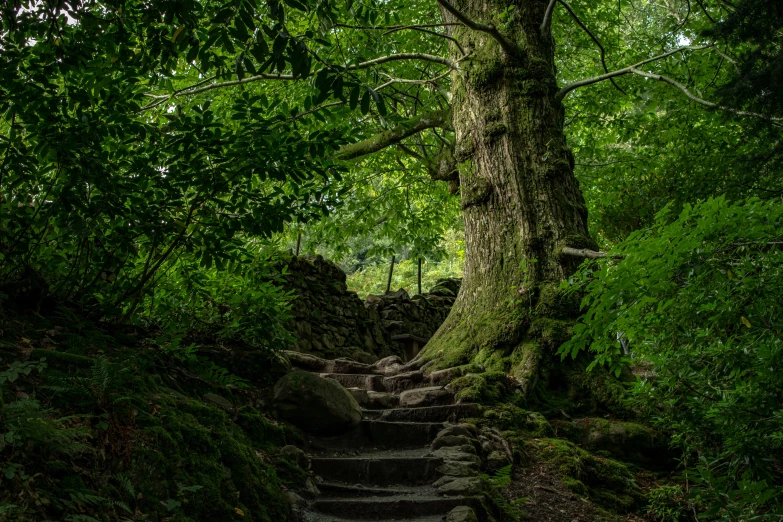 a tree is growing on the side of the path