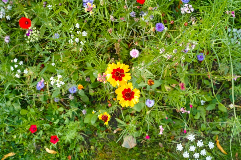 there are many different colorful flowers in this field