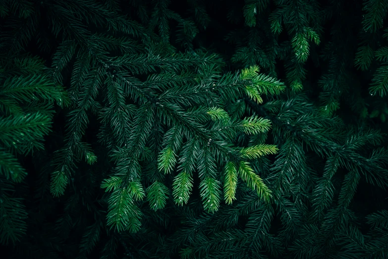 a green fern or pine tree with dark background