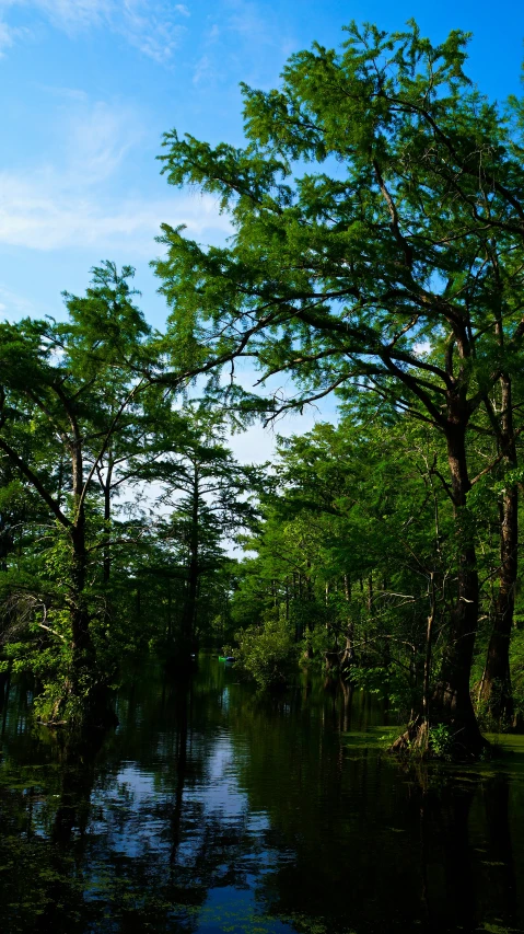 the boat travels down the river among green trees