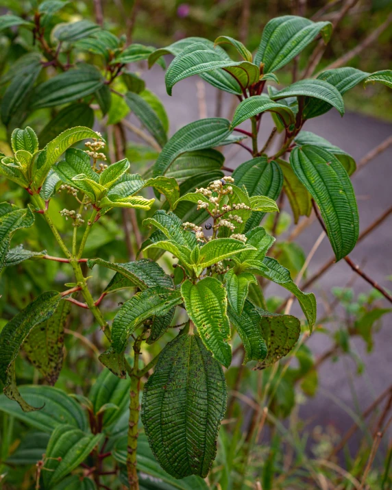 a patch of bush leaves sitting in the woods