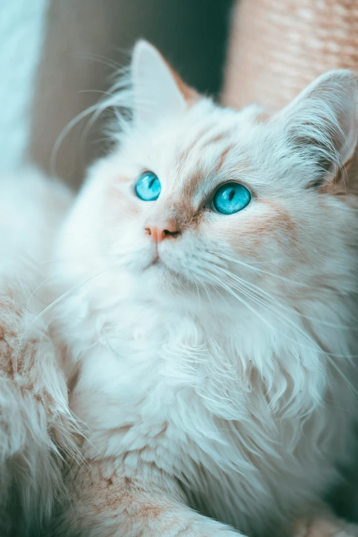 a white fluffy cat with blue eyes laying down