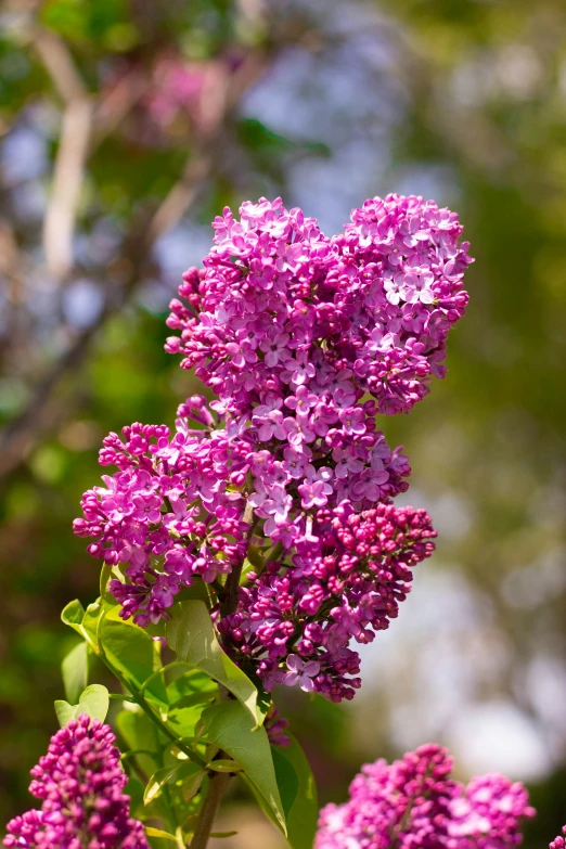 there are many purple flowers that are in bloom