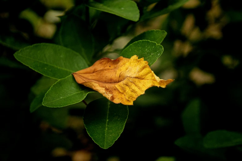 a close up of a yellow flower on a leaf