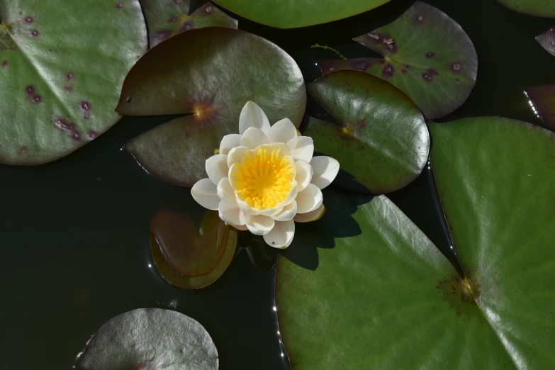 a white and yellow waterlily in the water with lily padding