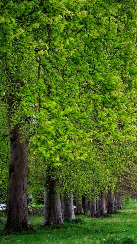 an open field with trees on both sides of it