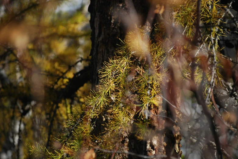 a tree with green nches in the woods