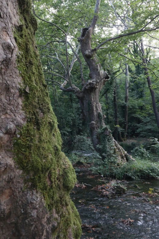 a small stream running between a forest with trees