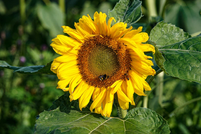 the large sunflower has very big petals