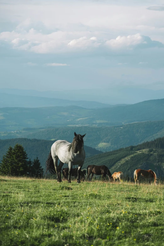 four horses on the edge of a green hill