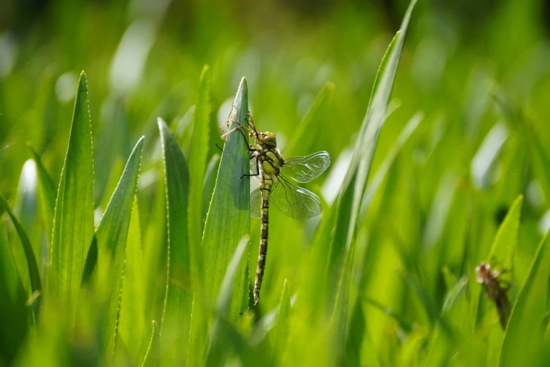 two small dragonflies are standing in the grass