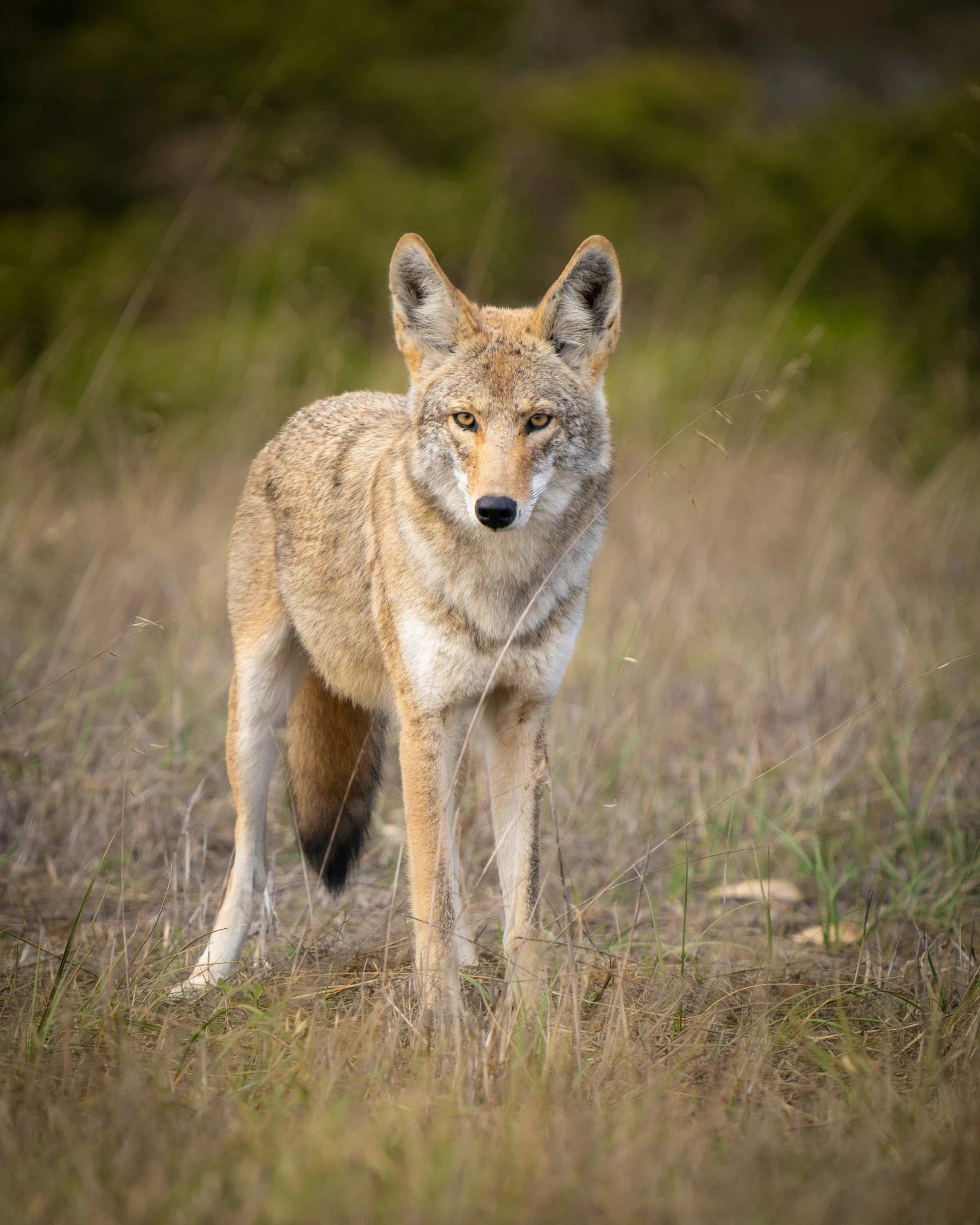 the lone wolf is standing alone in a field