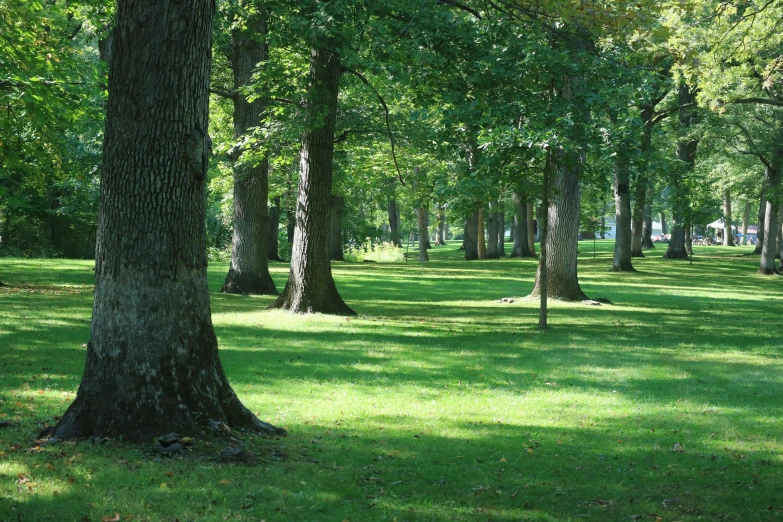 some trees and green grass and a red frisbee