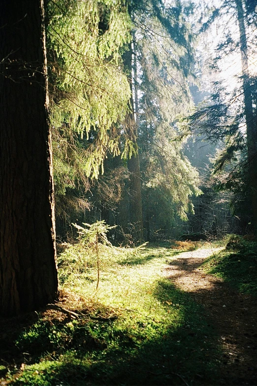 a walk way through a forest with trees