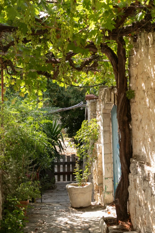 the back yard of an old house is shaded by trees