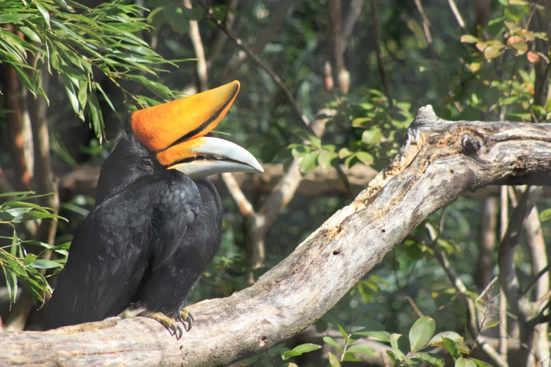 a close - up of a black bird with yellow beak sits on a nch