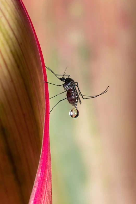 a close up of a mosquito on top of a flower