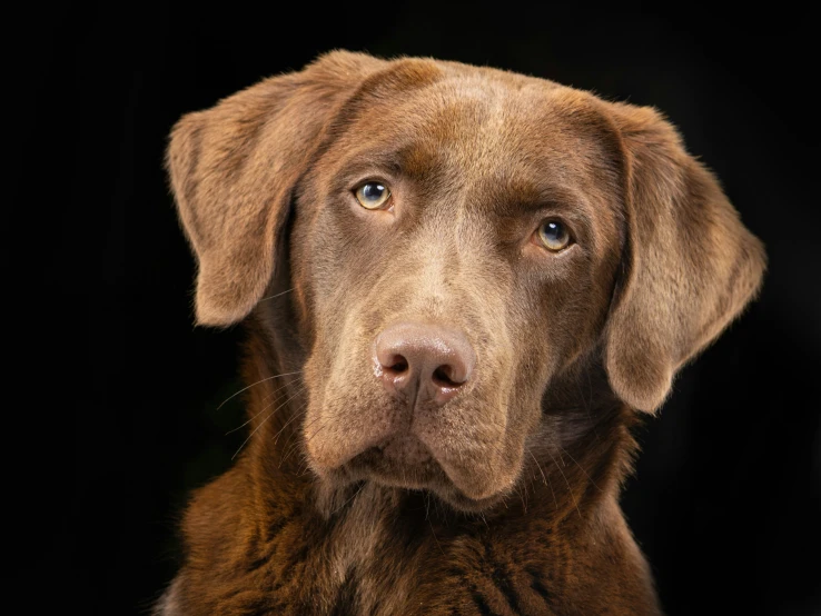 a brown dog staring in a black background