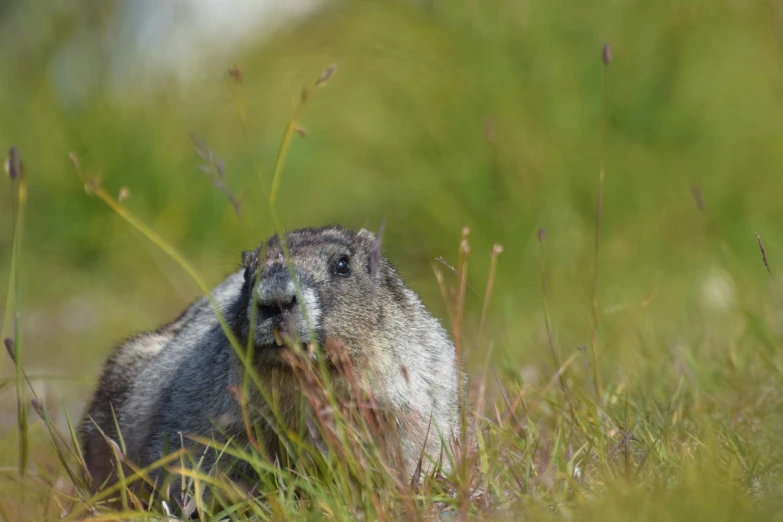 a close up image of a ground squirrel peeking out