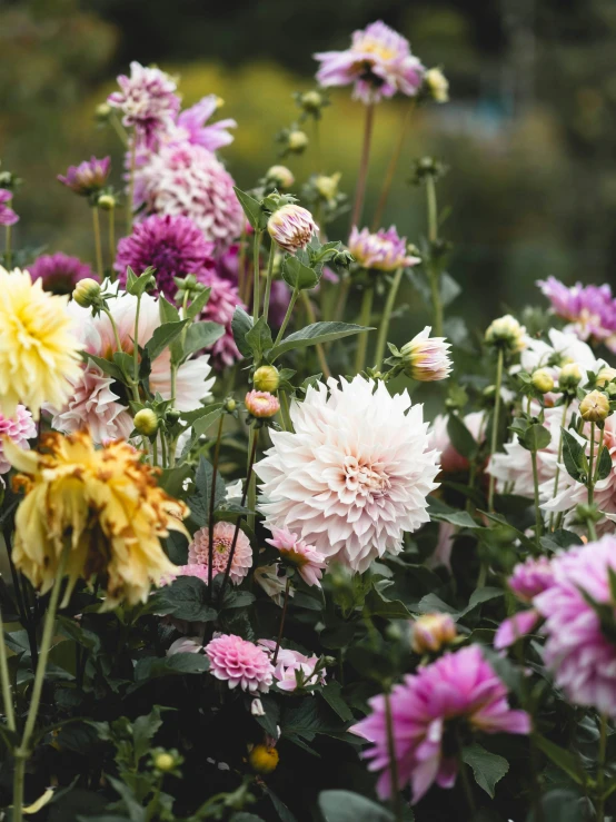 large flowers that are next to each other