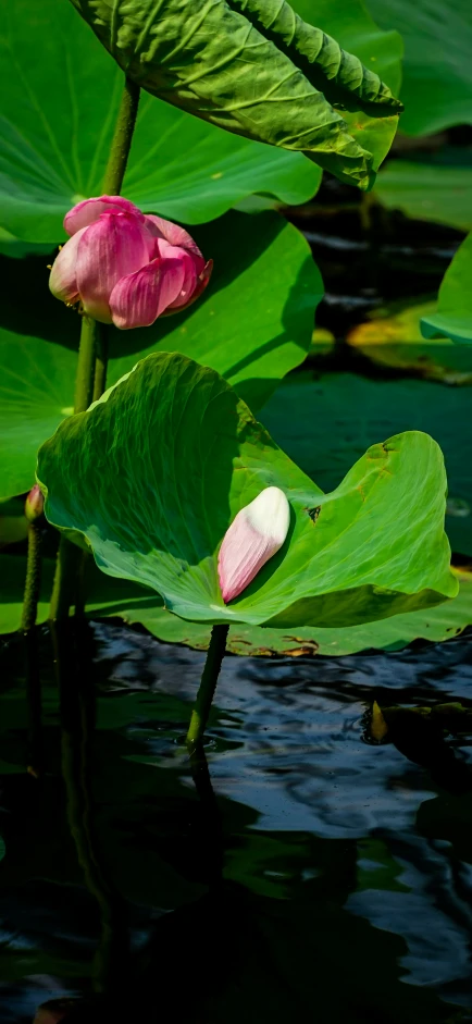 a small pink flower that is on a big lily