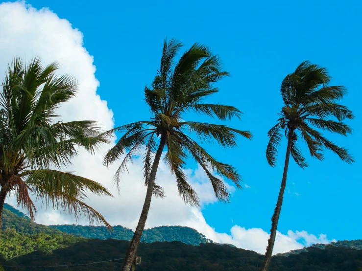 a number of palm trees near one another