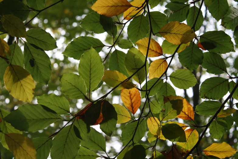 yellow and green leaves on trees in the sunlight