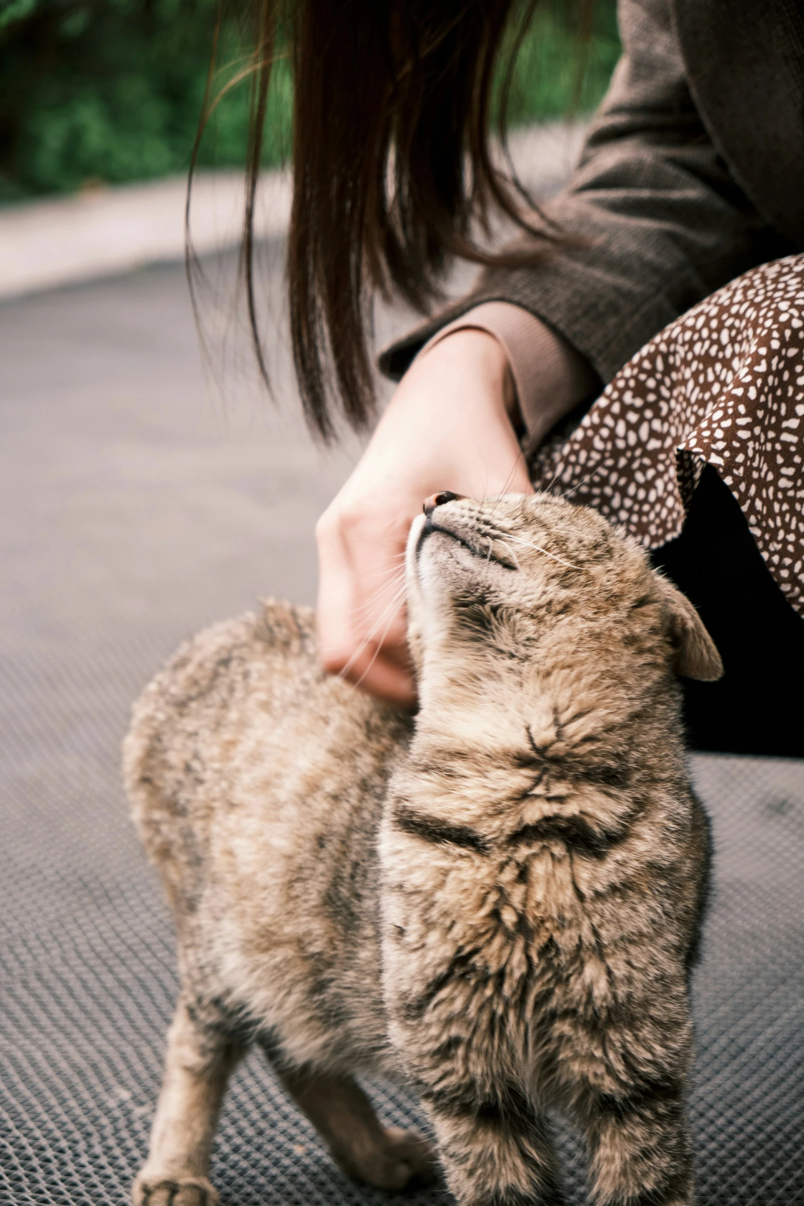 a cat on its hind legs rubbing its face into the arm of a woman