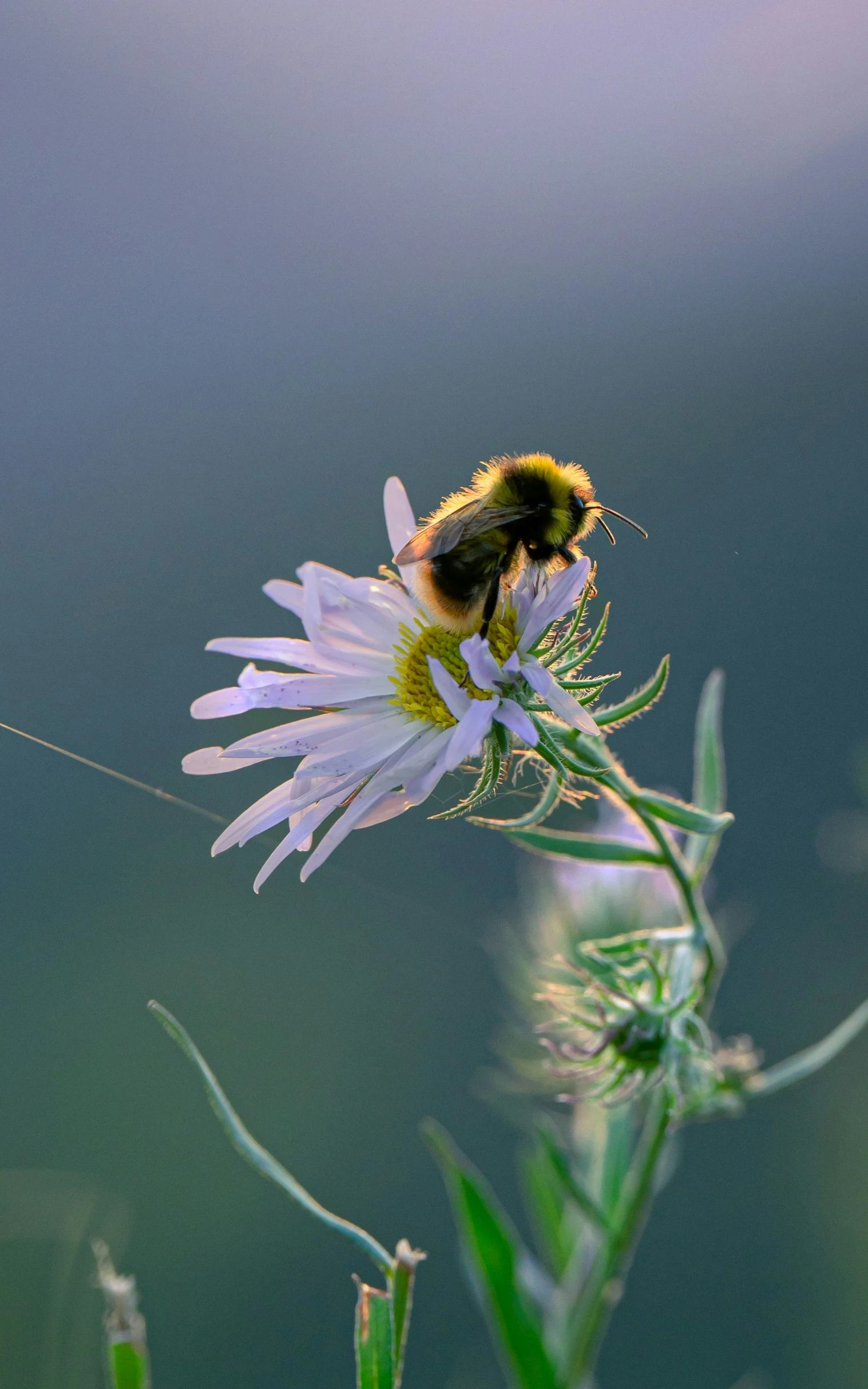 a yellow and black bee on top of a flower